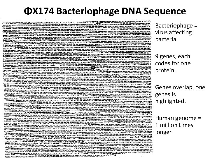ΦX 174 Bacteriophage DNA Sequence Bacteriophage = virus affecting bacteria 9 genes, each codes