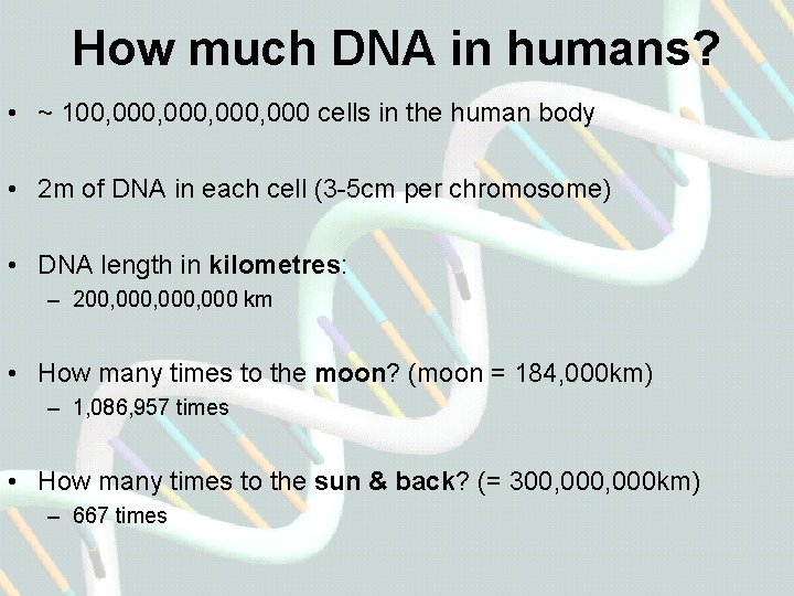 How much DNA in humans? • ~ 100, 000, 000 cells in the human
