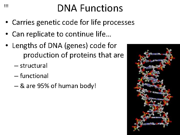 !!! DNA Functions • Carries genetic code for life processes • Can replicate to