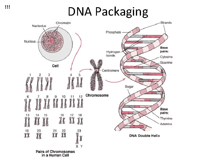 !!! DNA Packaging 