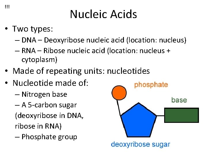 !!! Nucleic Acids • Two types: – DNA – Deoxyribose nucleic acid (location: nucleus)