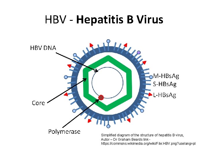 HBV - Hepatitis B Virus Simplified diagram of the structure of hepatitis B virus,