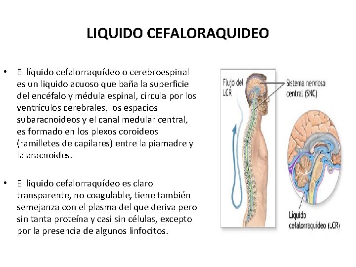 LIQUIDO CEFALORAQUIDEO • El líquido cefalorraquídeo o cerebroespinal es un liquido acuoso que baña