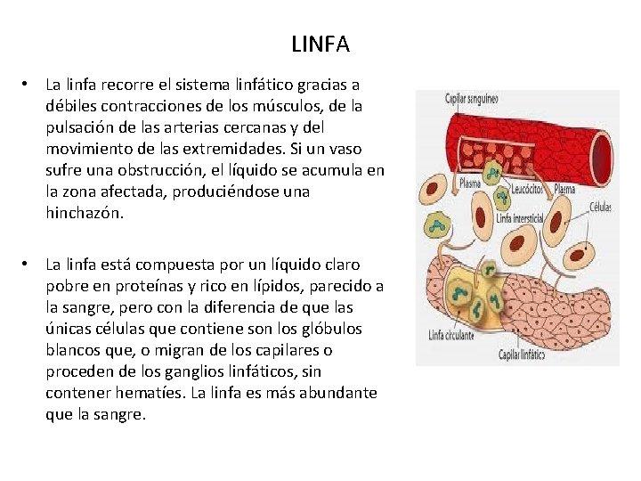 LINFA • La linfa recorre el sistema linfático gracias a débiles contracciones de los