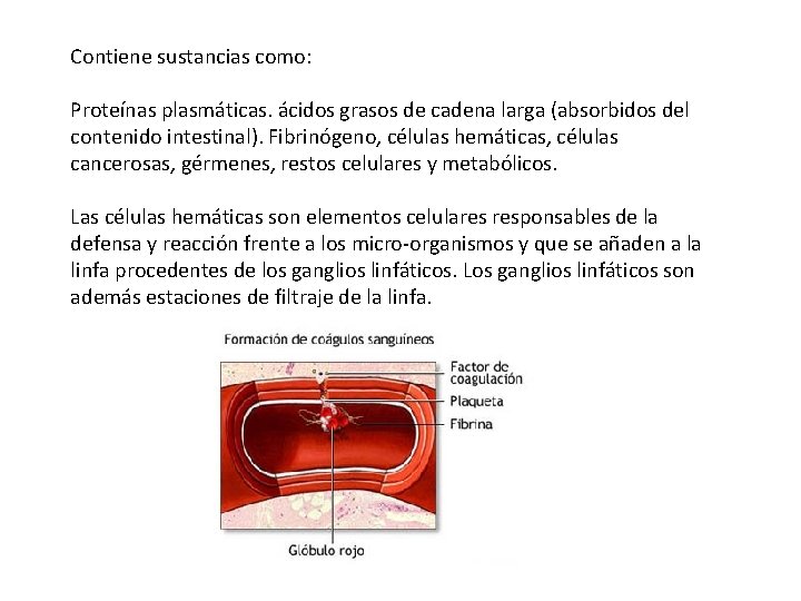 Contiene sustancias como: Proteínas plasmáticas. ácidos grasos de cadena larga (absorbidos del contenido intestinal).