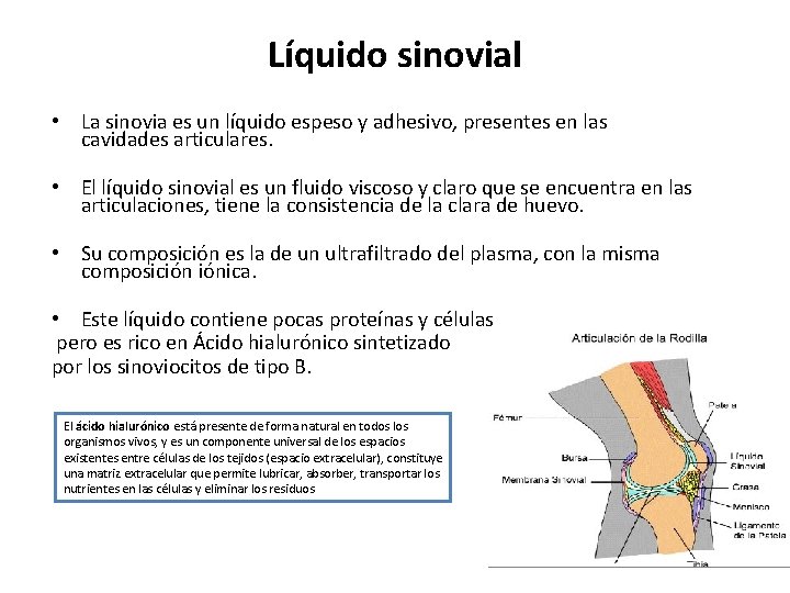 Líquido sinovial • La sinovia es un líquido espeso y adhesivo, presentes en las