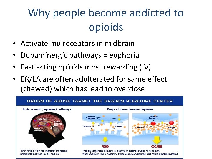 Why people become addicted to opioids • • Activate mu receptors in midbrain Dopaminergic