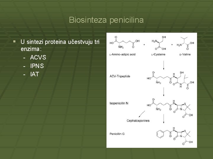 Biosinteza penicilina § U sintezi proteina učestvuju tri enzima: - ACVS - IPNS -