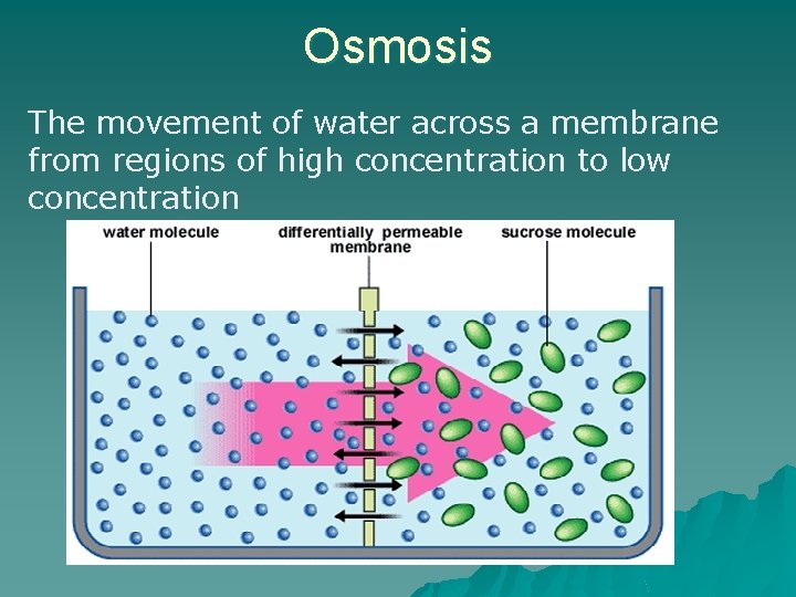 Osmosis The movement of water across a membrane from regions of high concentration to