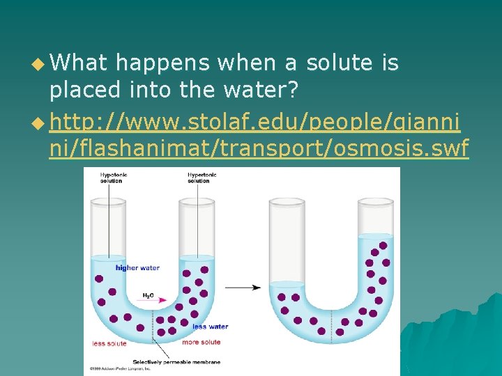 u What happens when a solute is placed into the water? u http: //www.