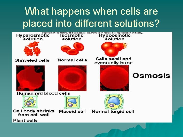 What happens when cells are placed into different solutions? 