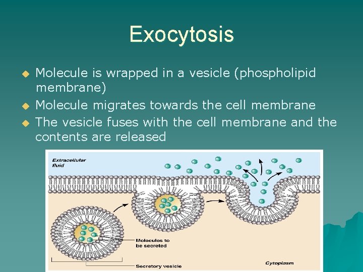Exocytosis u u u Molecule is wrapped in a vesicle (phospholipid membrane) Molecule migrates