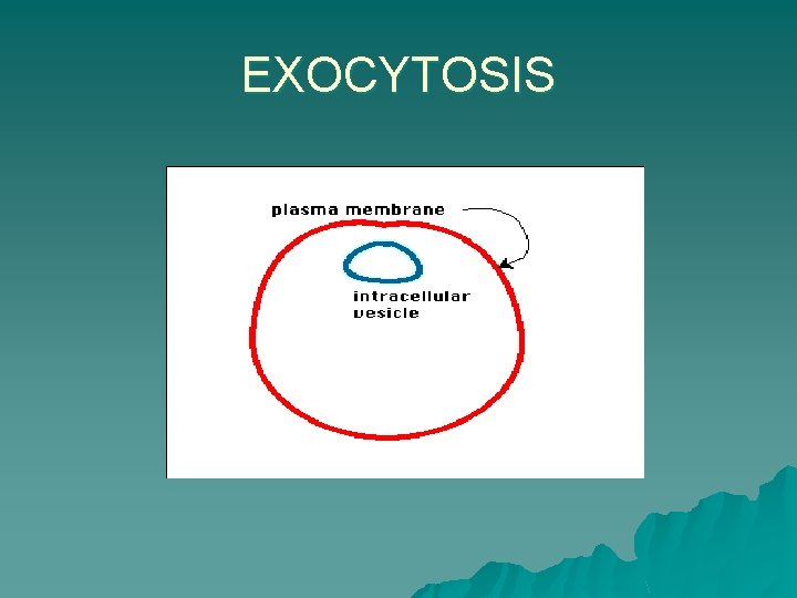 EXOCYTOSIS 