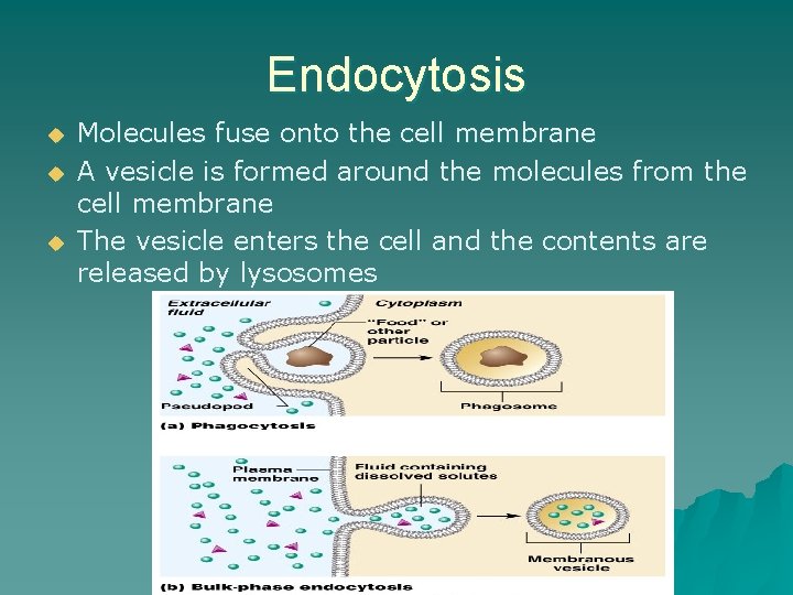 Endocytosis u u u Molecules fuse onto the cell membrane A vesicle is formed