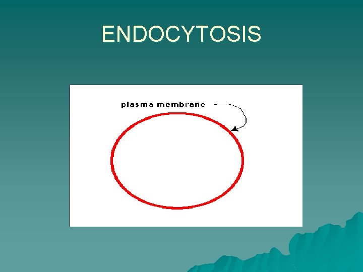 ENDOCYTOSIS 