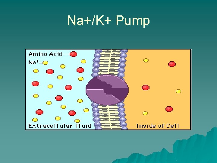 Na+/K+ Pump 