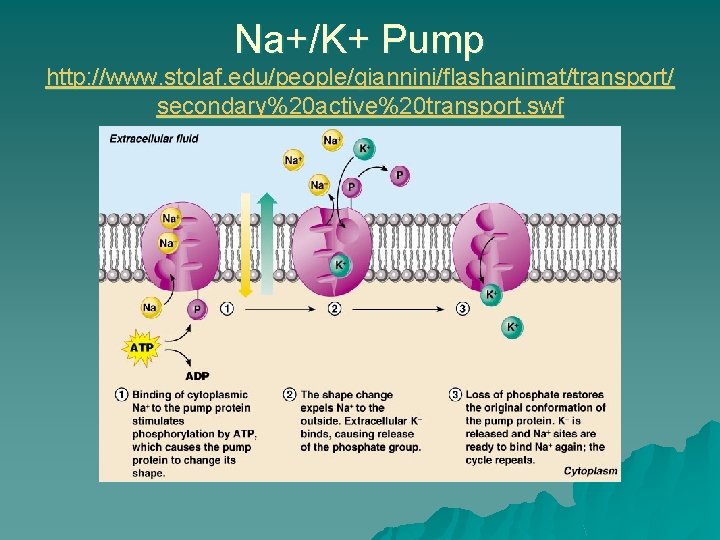 Na+/K+ Pump http: //www. stolaf. edu/people/giannini/flashanimat/transport/ secondary%20 active%20 transport. swf 