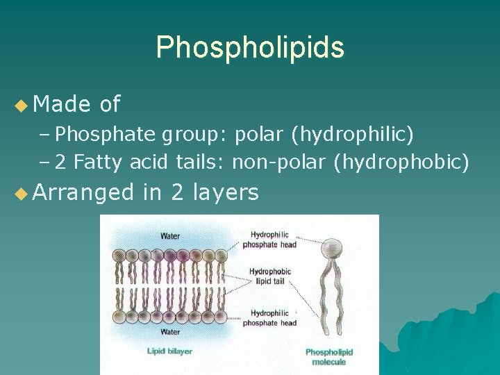 Phospholipids u Made of – Phosphate group: polar (hydrophilic) – 2 Fatty acid tails: