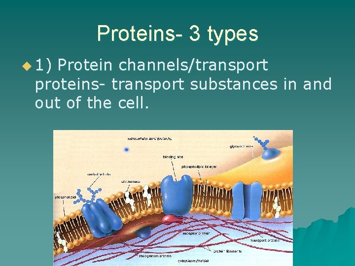 Proteins- 3 types u 1) Protein channels/transport proteins- transport substances in and out of
