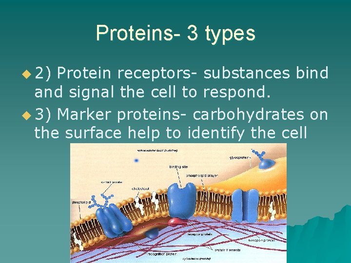 Proteins- 3 types u 2) Protein receptors- substances bind and signal the cell to
