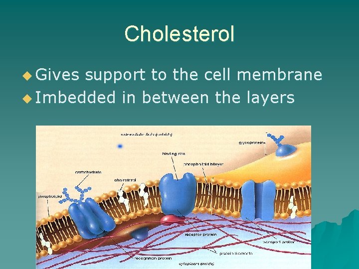 Cholesterol u Gives support to the cell membrane u Imbedded in between the layers