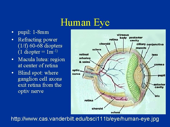 Human Eye • pupil: 1 -8 mm • Refracting power (1/f) 60 -68 diopters