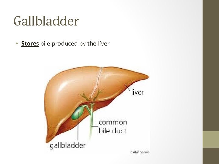 Gallbladder • Stores bile produced by the liver 