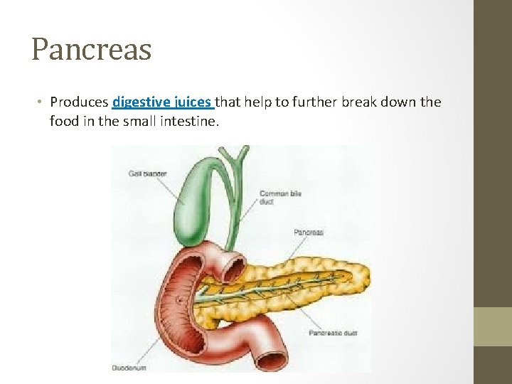 Pancreas • Produces digestive juices that help to further break down the food in