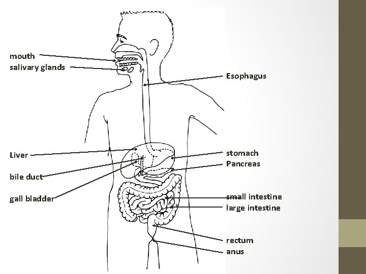 mouth salivary glands Liver Esophagus stomach Pancreas bile duct gall bladder small intestine large