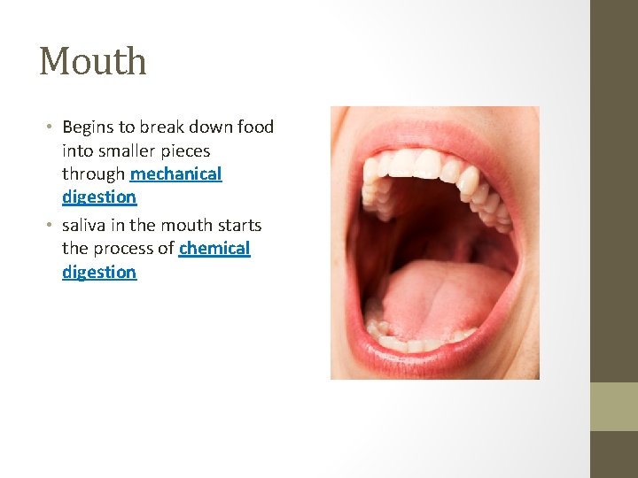 Mouth • Begins to break down food into smaller pieces through mechanical digestion •