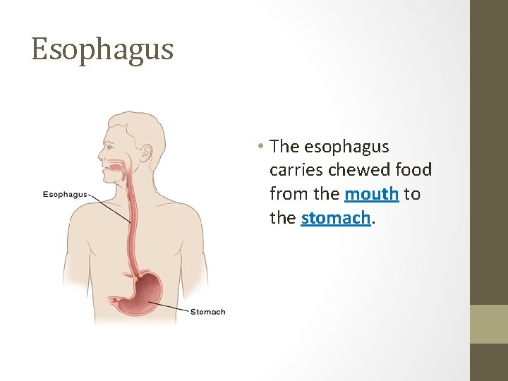 Esophagus • The esophagus carries chewed food from the mouth to the stomach. 