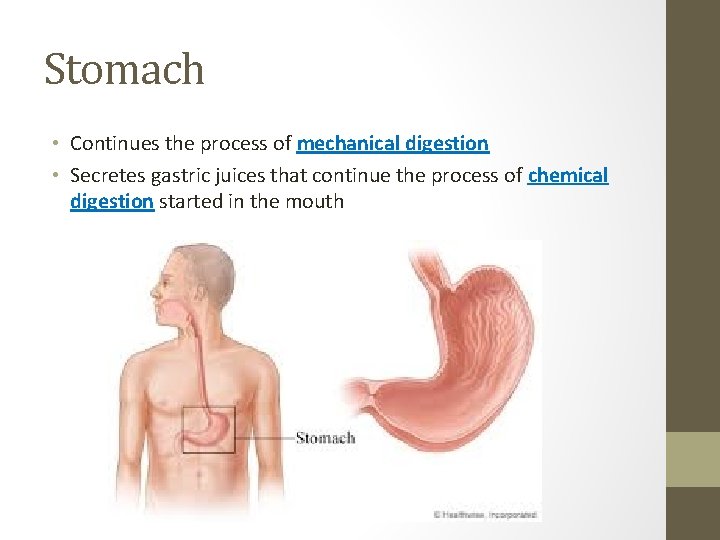 Stomach • Continues the process of mechanical digestion • Secretes gastric juices that continue