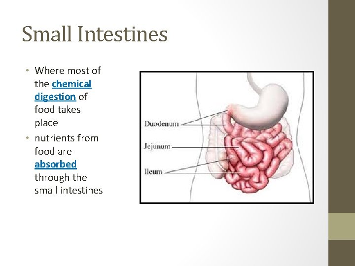 Small Intestines • Where most of the chemical digestion of food takes place •