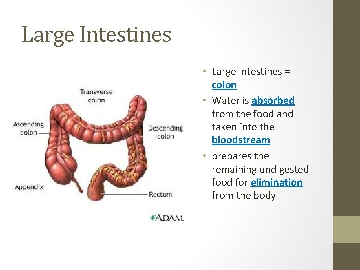 Large Intestines • Large intestines = colon • Water is absorbed from the food