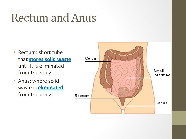 Rectum and Anus • Rectum: short tube that stores solid waste until it is