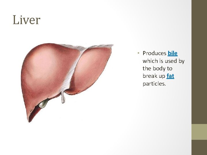Liver • Produces bile which is used by the body to break up fat