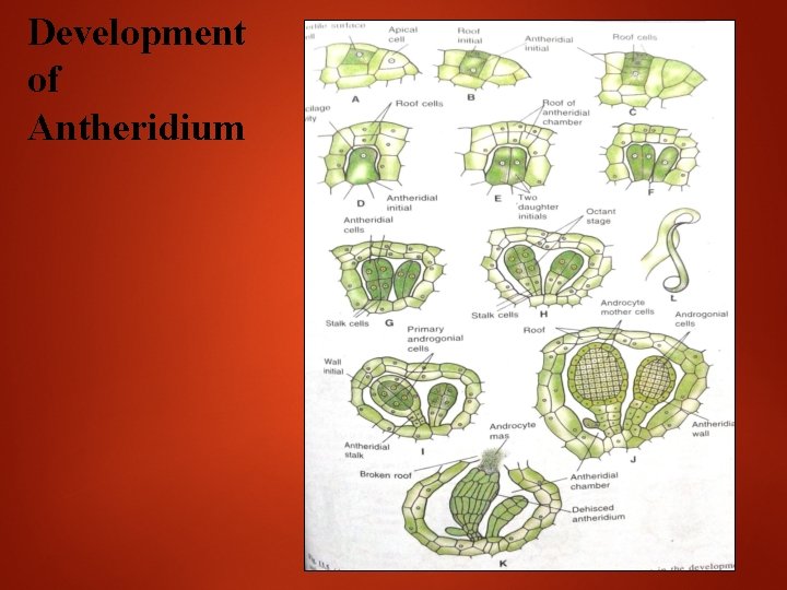 Development of Antheridium 