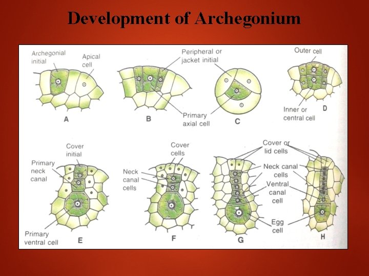 Development of Archegonium 