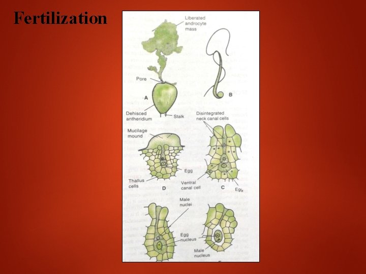 Fertilization 