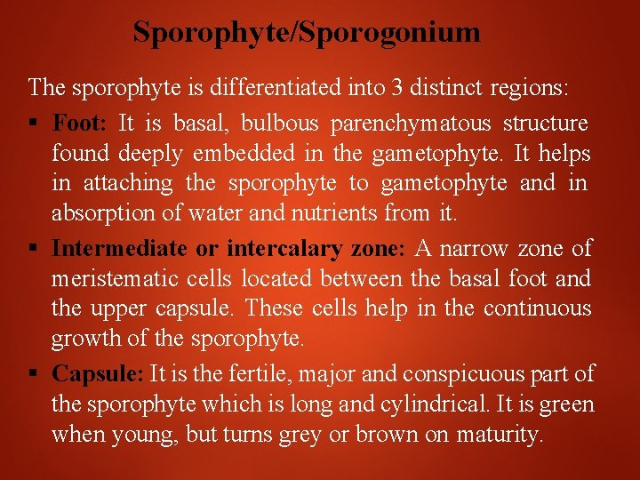 Sporophyte/Sporogonium The sporophyte is differentiated into 3 distinct regions: Foot: It is basal, bulbous