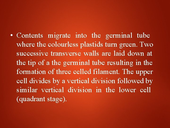  • Contents migrate into the germinal tube where the colourless plastids turn green.