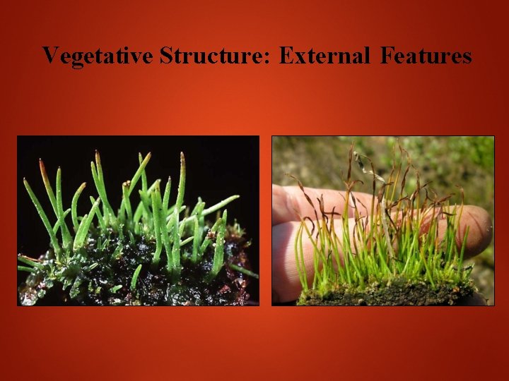 Vegetative Structure: External Features 