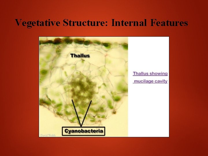 Vegetative Structure: Internal Features 