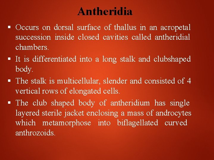 Antheridia Occurs on dorsal surface of thallus in an acropetal succession inside closed cavities