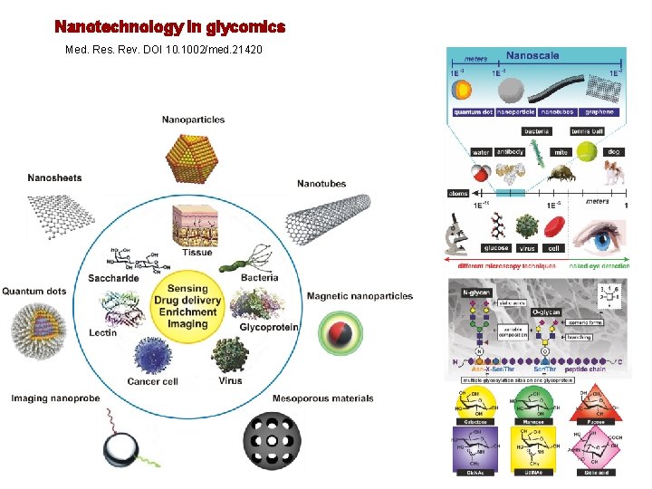 Nanotechnology in glycomics Med. Res. Rev. DOI 10. 1002/med. 21420 