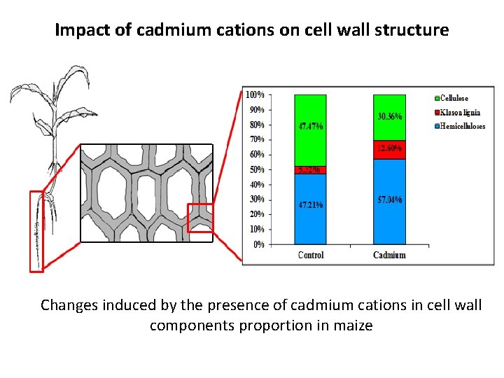 Impact of cadmium cations on cell wall structure Changes induced by the presence of