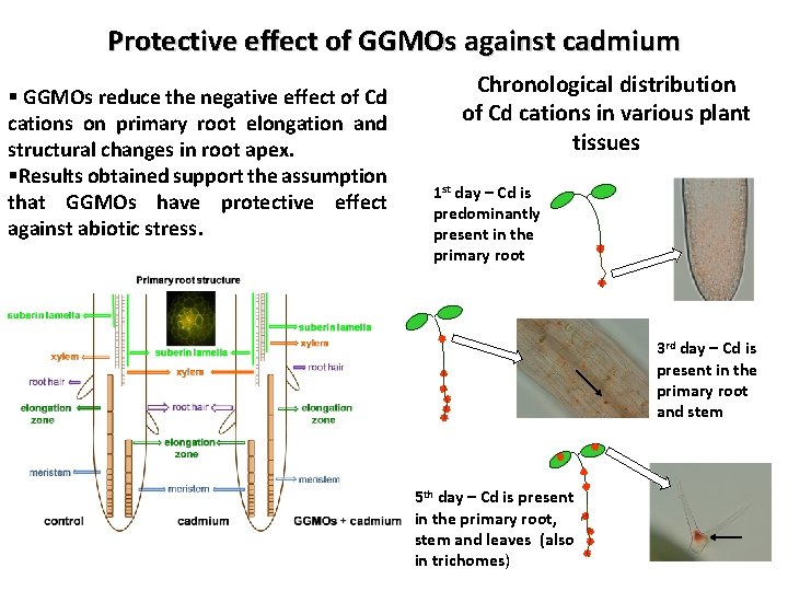 Protective effect of GGMOs against cadmium § GGMOs reduce the negative effect of Cd