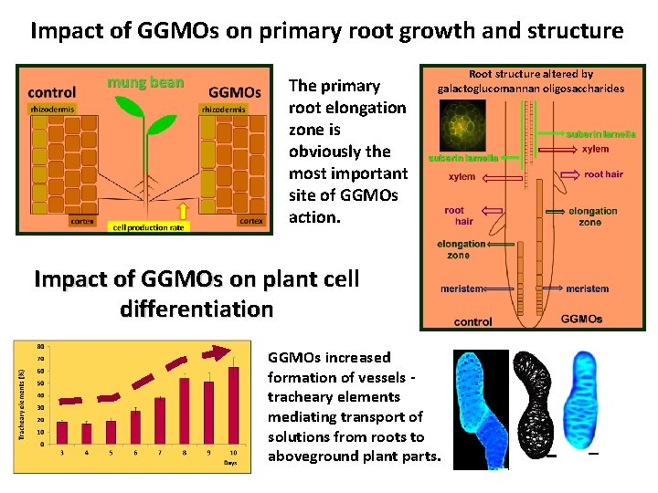 Impact of GGMOs on primary root growth and structure The primary root elongation zone