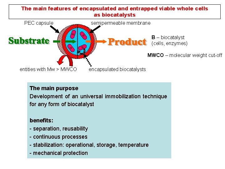 The main features of encapsulated and entrapped viable whole cells as biocatalysts semipermeable membrane