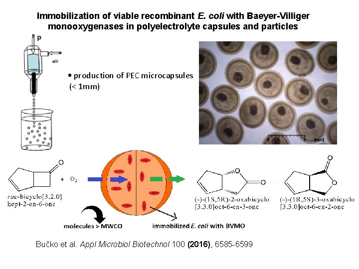 Immobilization of viable recombinant E. coli with Baeyer-Villiger monooxygenases in polyelectrolyte capsules and particles